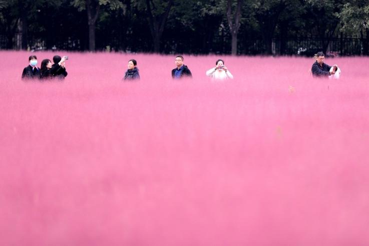 邂逅這片“粉霧?！?>
     <p>邂逅這片“粉霧海”</p>
</a>
        </div>
    </div>
    <!--推薦圖集end-->
    <div   id=