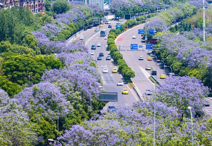 重慶藍花楹盛開 城市道路變身“紫色花?！?>
     <p>重慶藍花楹盛開 城市道路變身“紫色花海”</p>
</a><a href=