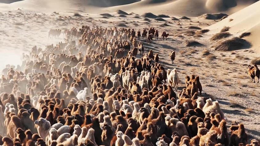 直擊阿拉善駝群轉(zhuǎn)場(chǎng) 解鎖冬日限定震撼