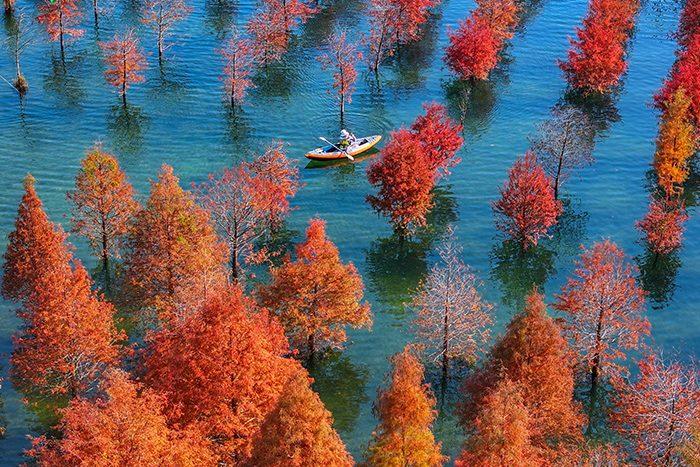 浙江長興水杉林五彩斑斕