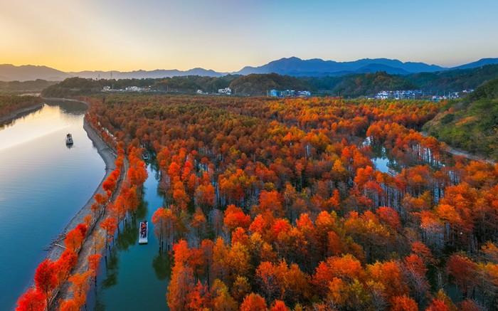 安徽宣城：2000余畝紅杉林逐漸變紅